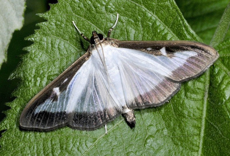 Cydalima perspectalis - Piralide del bosso  (Crambidae)